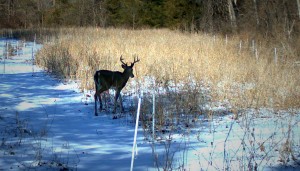 Whitetailed Deer: Corn and soybean food plots winter benefit | Hunting ...
