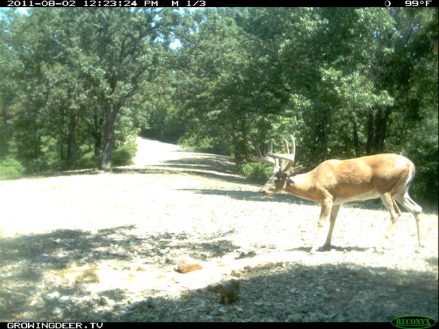 Antler Growth • Hunting Advice and Tips For Serious Deer And Turkey Hunters