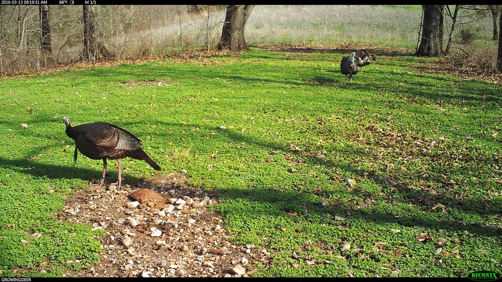 Calling Gobblers Off The Roost Hunting Advice And Tips For Serious