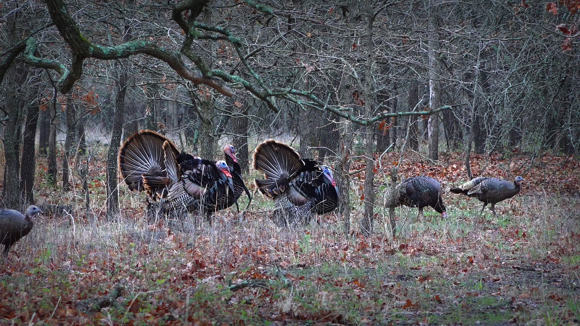 keep calm and hunt turkeys
