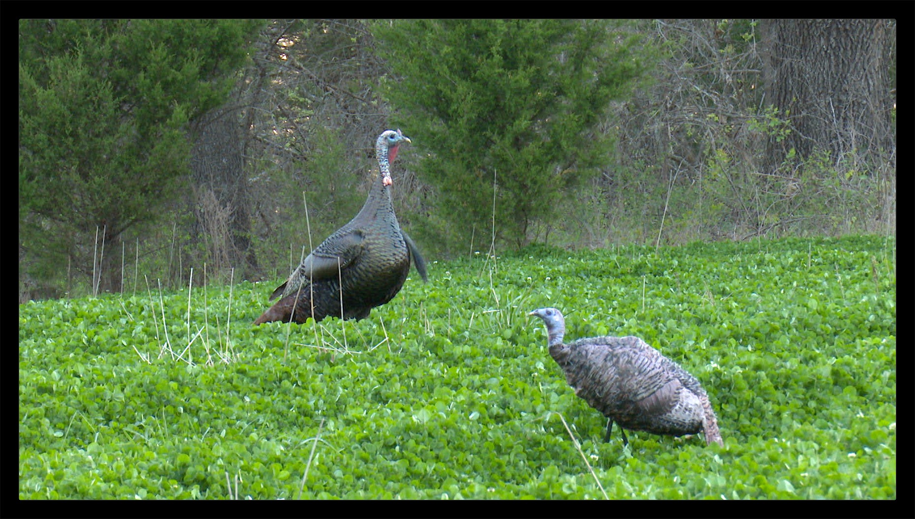 turkey-hunting-hunting-advice-and-tips-for-serious-deer-and-turkey